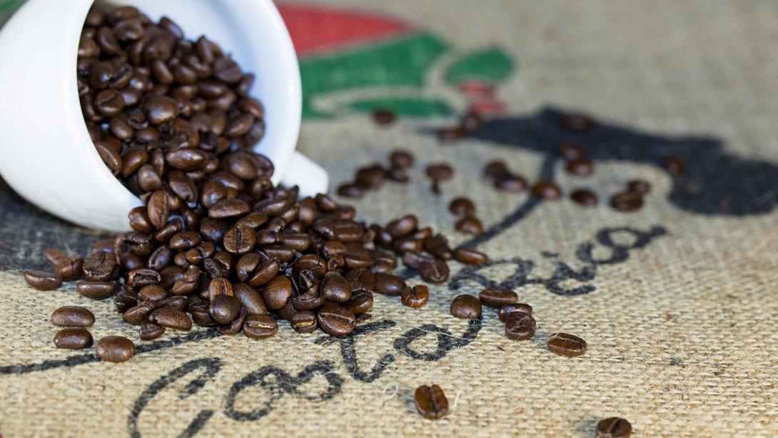 Ethically farmed coffee beans on display. Coffee beans from an ethically run plantation in Costa Rica.